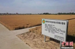 　5月28日，河南省新乡县千亩小麦示范基地，金黄的小麦静待收获。　李超庆 摄 - 中国新闻社河南分社