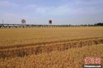 　5月28日，河南省新乡县千亩小麦示范基地，金黄的小麦静待收获。　李超庆 摄 - 中国新闻社河南分社