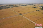 5月28日，河南省新乡县千亩小麦示范基地，金黄的小麦静待收获。　李超庆 摄 - 中国新闻社河南分社