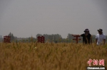 　　5月28日，河南开封尉氏县高标准农田示范区，农技人员查看小麦长势。　阚力 摄 　　摄 - 中国新闻社河南分社