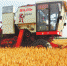 　6月1日，沈丘县周营镇孔营村万亩小麦高质高效种植生产基地，大型联合收割机忙着抢收小麦。(谢辛凌 摄) - 中国新闻社河南分社