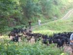 为推动大足黑山羊产业高质量发展，西南大学伴牧团队研发智慧畜牧系统 - 郑州新闻热线