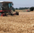 图为6月6日，河南滑县，收割机在农田里收割小麦。　韩章云 摄 - 中国新闻社河南分社