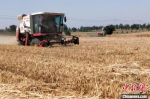 图为6月6日，河南滑县，收割机在农田里收割小麦。　韩章云 摄 - 中国新闻社河南分社
