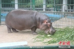 大象、河马吃的粽子有多大？一个重约1斤 - 中国新闻社河南分社