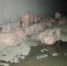 资料图：被转移出来的猪。 中新网 郎朗 摄 - 中国新闻社河南分社