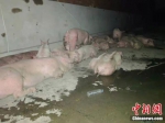 资料图：被转移出来的猪。 中新网 郎朗 摄 - 中国新闻社河南分社