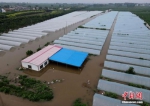 资料图：7月22日，安阳市西于曹村附近被淹的大棚。 中新社记者 邹浩 摄 - 中国新闻社河南分社