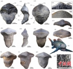 中国首次发现2.9亿年前瓣齿鲨：跨洋迁徙的顶级捕食者 - 中国新闻社河南分社