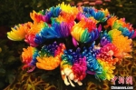 　图为集多种颜色于一身的菊花，绚丽多姿。　韩章云 摄 - 中国新闻社河南分社
