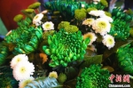 　图为罕见的绿色菊花。　韩章云 摄 - 中国新闻社河南分社