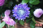 　　图为蓝紫色的菊花。　韩章云 摄 - 中国新闻社河南分社