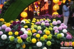 　图为集可爱与美丽于一身的球形菊花。　韩章云 摄 - 中国新闻社河南分社