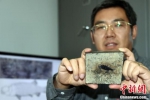 中国发现世界最古老肋鳞裂齿鱼 距今2.44亿年为亚洲首现 - 中国新闻社河南分社