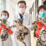 图为三只华南虎宝宝和照顾它们的工作人员合影(资料图)。　洛阳王城公园供图 - 中国新闻社河南分社
