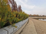 郑州天健湖公园现“加拿大一枝黄花” - 河南一百度