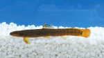 新发现的“河南鱼”来了 穿“淡黄长裙”的它有啥秘密 - 河南一百度
