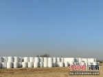 黄河滩区的田园“苜”歌：锁风沙治盐碱改生态 - 中国新闻社河南分社