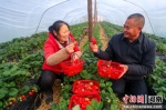 河南光山：草莓基地带富乡亲 - 中国新闻社河南分社