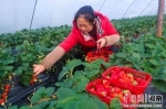 河南光山：草莓基地带富乡亲 - 中国新闻社河南分社