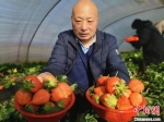 　图为村民端着刚采摘的草莓。　国喜 摄 - 中国新闻社河南分社