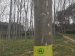 郑州植物园数十棵景观树，上面被钉了螺丝钉挂名片？ - 河南一百度