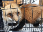 赤狐误入农家院 警民联手救护国家二级保护动物 - 河南一百度
