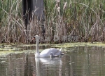 郑州北龙湖出生第3代小天鹅一家在湖里畅游，场面温馨 - 河南一百度