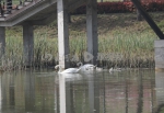 郑州北龙湖出生第3代小天鹅一家在湖里畅游，场面温馨 - 河南一百度