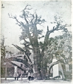 河南最老的两棵古树陷入位次之争，学者扒出乾隆画作较真儿排序 - 河南一百度