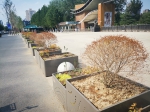郑州动物园门口的绿植成了“艺术品”？回应：会尽快补种 - 河南一百度