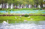 郑州北龙湖小天鹅出生三个月，快长成大天鹅了 - 河南一百度