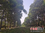 泡桐林已经成为兰考大地一道靓丽的风景。 刘鹏 摄 - 中国新闻社河南分社