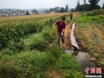 图为西峡县民众灌溉。西峡县委宣传部供图 - 中国新闻社河南分社