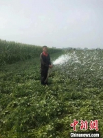 图为驻马店平舆县村民正在给秋季作物浇水。平舆县农业农村局供图 - 中国新闻社河南分社