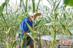 图为陆浑罐区村民正在对干旱的玉米进行灌溉。段万卿 摄 - 中国新闻社河南分社