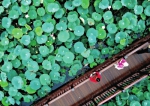 郑州市紫荆山公园、植物园等地的荷花到了最佳观赏期 - 河南一百度