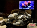 “南海I号”沉船上的瓷器。中新社记者 陈骥旻 摄 - 中国新闻社河南分社