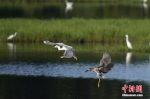 资料图：图为鹭鸟在水面飞翔。薛美丽 摄 - 中国新闻社河南分社