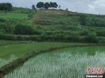 图为位于河南省信阳市商城县一生态农业基地。(资料图)杨大勇 摄 - 中国新闻社河南分社