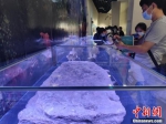 【黄河安澜】探访黄河博物馆 读懂母亲河的“前世今生” - 中国新闻社河南分社