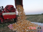 周口市960多万亩秋粮开始收获 - 中国新闻社河南分社