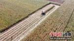 周口市960多万亩秋粮开始收获 - 中国新闻社河南分社