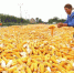 图为河南安阳市文峰区村民晾晒收获的玉米。安阳文峰区委宣传部供图 - 中国新闻社河南分社