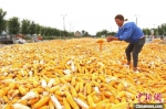 图为河南安阳市文峰区村民晾晒收获的玉米。安阳文峰区委宣传部供图 - 中国新闻社河南分社