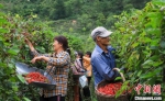 图为村民在河南三门峡市卢氏县五味子种植基地采摘成熟果实。聂金峰 摄 - 中国新闻社河南分社