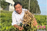 图为河南新乡市延津县村民展示刚拔出的花生。杨欢 摄 - 中国新闻社河南分社