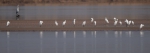 候鸟迁徙大戏拉开帷幕，“先头部队”抵达郑州黄河湿地 - 河南一百度