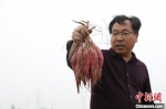 图为欧行奇展示令他满意的红薯品种。　阚力 摄 - 中国新闻社河南分社