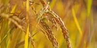 资料图：图为成熟的水稻。薄林 摄 - 中国新闻社河南分社